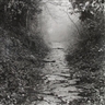 Joan Fontcuberta, A way throught the wood