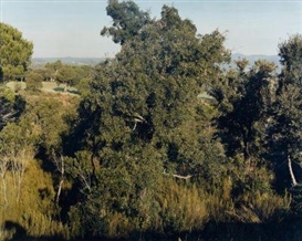 Jean-Marc Bustamante, Tableau No. 36