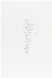 Michael Landy, Nipplewort (From Nourishment)