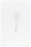 Michael Landy, Nipplewort (From Nourishment)