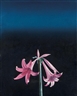 Bruce Cohen, Untitled (Pink Lilies)