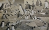 Neave Parker, Australian Penguins