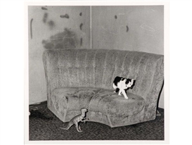 Roger Ballen, Sitting Room, from the Shadow Chamber series
