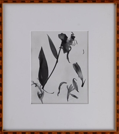 Michael Spano, Spanogram (Flower Photograph), 1985