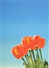 Jochen Labriola, Red Tulips on Blue