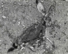 Frederick Sommer, Jackrabbit, 1939