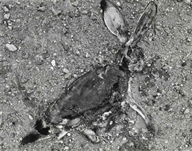 Frederick Sommer, Jackrabbit, 1939