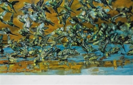 Ulrich Lamsfuss, WELLENSITTICHE (BUDGIES)