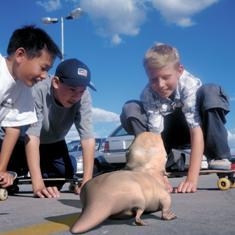 Patricia Piccinini, Social Studies (from the series SO2)