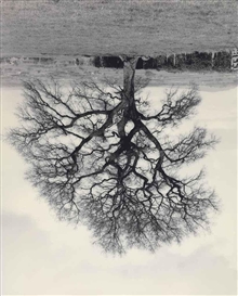 Rodney Graham, Welsh Oaks (#6)