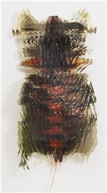 Jorge Pardo, Untitled