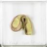 Hannah Wilke, Chewing Gum Sculpture
