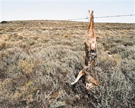 David Goldblatt, Jackal on a Farm Fence, Kraairivier, Between Laingsburg and Sutherland, Cape