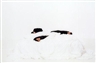 Maria Friberg, "Embedded, 3", 2006