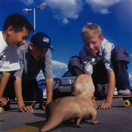 Patricia Piccinini, Social Studies from So2 Series
