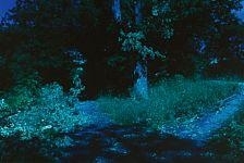 Joachim Koester, Path/ The Ramparts no. 4