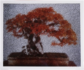 Ellen Brooks, BONSAI