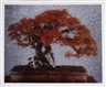 Ellen Brooks, BONSAI