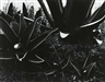 Manuel Álvarez Bravo, "Magueyes Heridos" [Wounded Agaves]