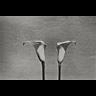 Peter Peryer, Lillies - Alphabet Series