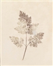 William Henry Fox Talbot, 13 plates: The Pencil of Nature