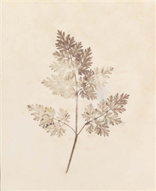 William Henry Fox Talbot, 13 plates: The Pencil of Nature