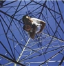 Li Wei, A Pause for Humanity