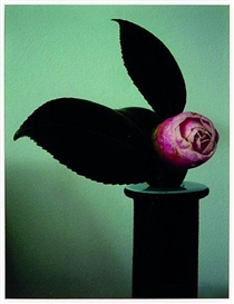Peter Peryer, Camellia