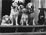 Bruce Weber’s Dogs
