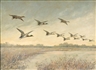 William Hermann Schmedtgen, Mallards