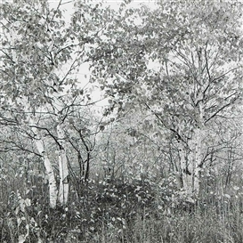 Ray Metzker, Untitled (from Door County, Wisconsin), 1993