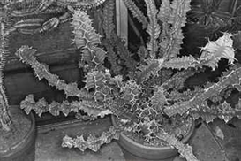 Lee Friedlander, Cactus, Brooklyn Botanical Garden, 1973, from 'Photographs of Flowers'