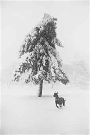 Garry Winogrand, 3 works: Castle Rock, Colorado, 1959; Toronto, 1969; New York, c. 1970