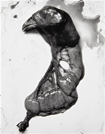 Frederick Sommer, Chicken, 1939