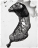 Frederick Sommer, Chicken, 1939