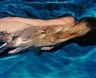 Michael Dweck, Mermaid 106, Amagansett