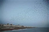 Rinko Kawauchi, Untitled (Starlings over Brighton), from the series 'Murmuration', 2010