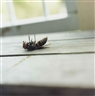 Rinko Kawauchi, Untitled, from the series 'Utanane'