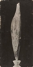 Constantin Brancusi, Bird in Space