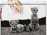 Peter Beard, Cheetah cubs at feeding time, Mweiga near Nyeri, Kenya, for 'The End of the Game', 1968