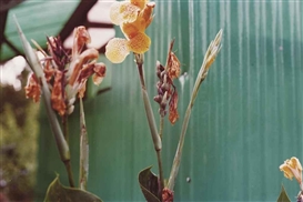William Eggleston, 'Flowers'