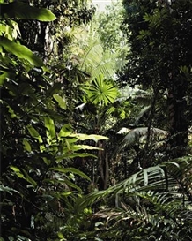 Thomas Struth, Paradise I (Pilgrim Sands)