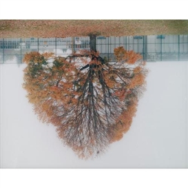 Rodney Graham, Schoolyard Tree, Vancouver