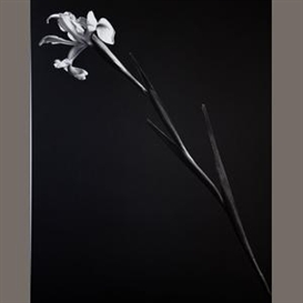 Robert Mapplethorpe, Iris