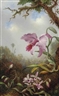 Martin Johnson Heade, Hummingbird and Two Types of Orchids