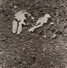 Joan Fontcuberta, Untitled