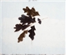 Joe Andoe, Untitled (Oak)