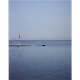 Catherine Opie, Hovering Birds (Venice, Italy)