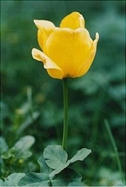 Thomas Struth, Gelbe Tulpe no 69 - Düsseldorf