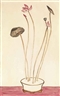Sanyu, Pink Lotus